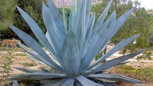 Planta de agave