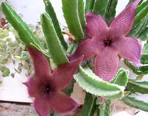 Planta de Stapelia