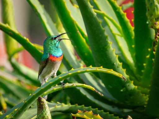 imagen de ave en planta de sábila