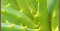 aloe vera verde intenso