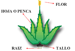 Partes de la planta del aloe vera