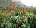 Foto de aloe arborescens