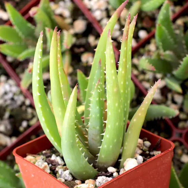 Foto de aloe chinensis