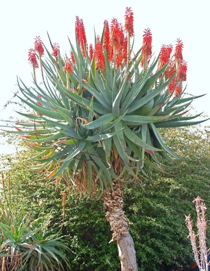 Foto de aloe ferox