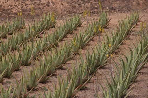 plantacion aloe vera canarias