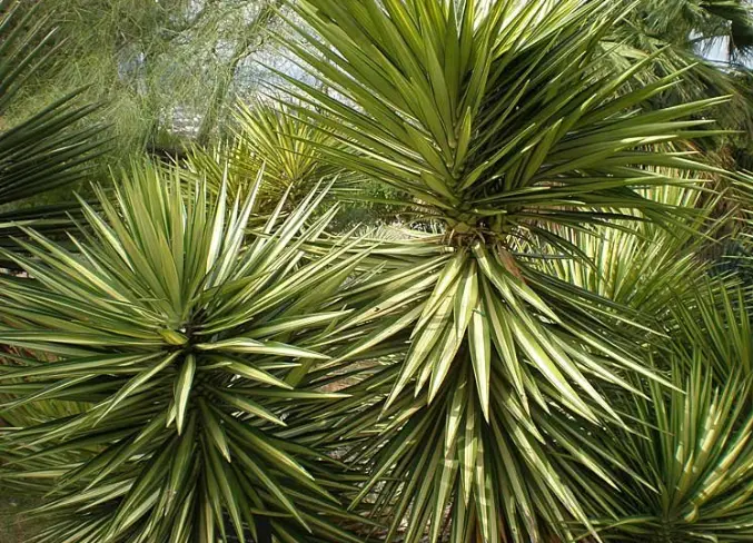 Planta de yuca